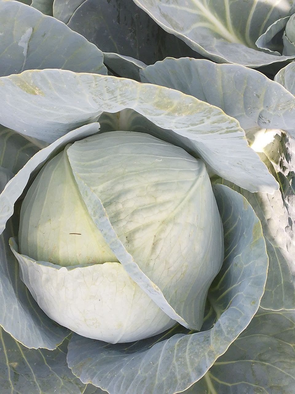 White Cabbage