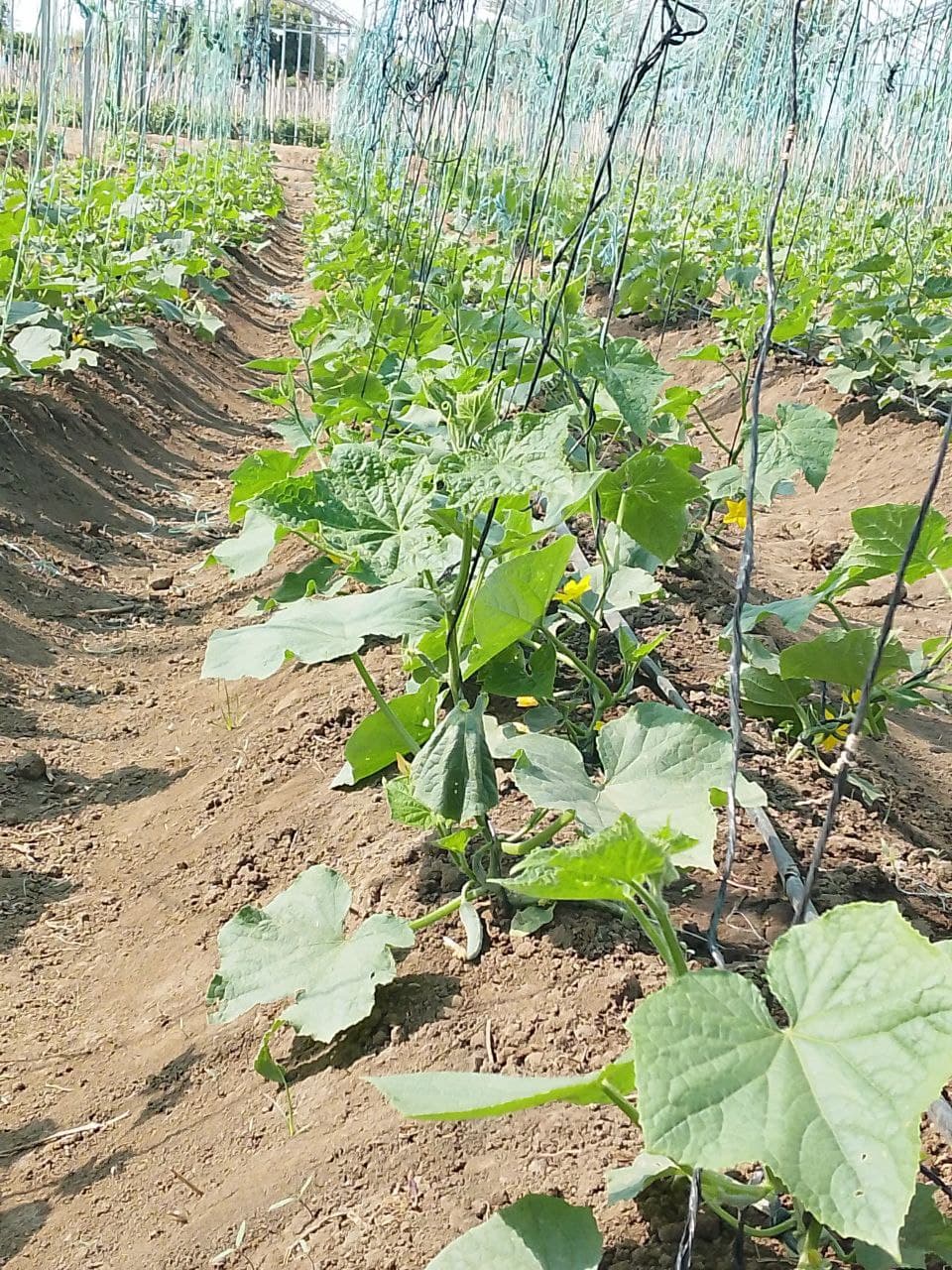 Greenhouse Cucumbers